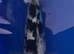 13&rdquo; tancho Shiro utsuri