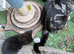 4 black kittens for adoption