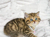 GORGEOUS CHUNKY BRITISH SHORTHAIR KITTENS