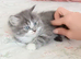Gourgeous kittens for sale!!!