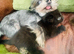 Last Himalayan kitten left