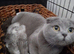 Scottish fold kittens