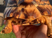 LEOCATA TORTOISE 3-4 YEARS OLD