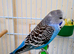 2 baby Budgie for sale
