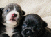 2 beautiful Chihuahua puppies