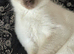 Gorgeous white and chocolate colourpoint male with icy blue eyes