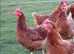 Rhode Island and warren laying hens