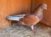Birmingham rollers pigeons