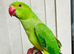 Baby Green Ringneck talking Parrot