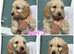 Cockapoo 5 girls