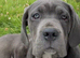 Ready to leave today! Porschia 5 month Cane Corso