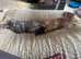 For Sale Three Gorgeous Grey Tabby Kittens