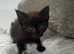 Ragdoll mixed kittens