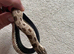 Male conda hognose