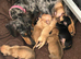 Miniature dachshund puppies