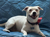 Handsome 2 year old JRT for stud