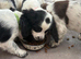 Springer spaniel puppies
