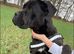 Cane corso for rehoming