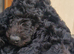 F1B Rare black standard Goldendoodle puppies in North Wales