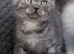 Scottish fold x BSH
