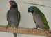 Adult Pair Derbyan parrot and Indian Ringneck yellow Female