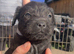 Lakeland Cross Patterdale puppies