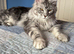 Maine Conn kittens &zwj;