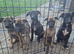 Lurcher pups for sale. Beautiful litter both parents can be seen