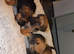 Border pups