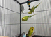 Baby Budgies available &pound;75 a pair