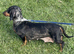 For sale bella