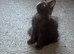 2 x male tica fully vaccinated mainecoon kittens ready now