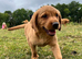 * ready now * gorgeous fox red Labrador puppies
