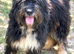 Meet Winnie... the gentle giant Mioritic girl with the biggest heart