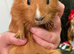Young guinea pigs looking for new homes