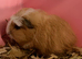 1 beautiful Sows and 1 boar available