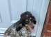 2&half year old show cocker female