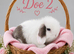 Chocolate & White Vm Mini Lop Doe