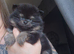 Male Kc Registered Pomeranian