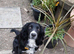 Adult Female Cocker