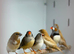 Zebra finches