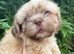 Ready to go, Lovely cheeky Shih Tzu pups Just 4 lovely boys