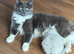 Ragdoll kittens born 10/07/26 1 boy left