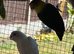 Beautiful love birds
