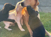 Cockerdor Puppies Cocker Spaniel X Labrador.