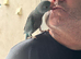 Male Blue Ringneck