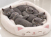 TICA- Registered Female British Shorthair Kitten