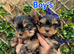 Yorkshire terrier Kc Registered