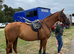 Experienced kind mare