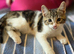 Beautiful kittens for sale looking for foreverr loving homes